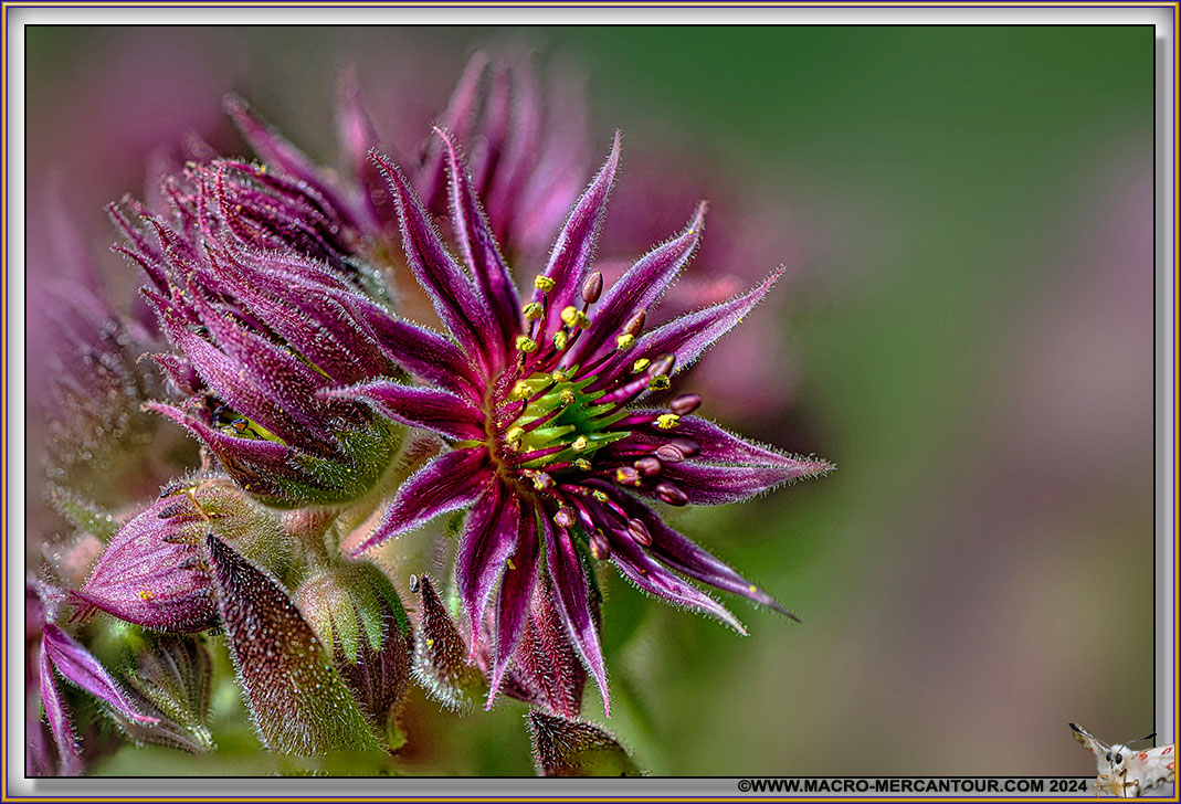 Joubarbes des montagnes